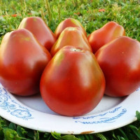 Tomato seeds «Hrushivka»
