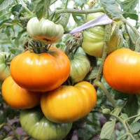 Tomato seeds «Golden age»