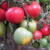Tomato seeds «Ozhariv raspberry»