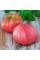Насіння томату «Царський подарунок»