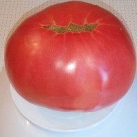 Tomato seeds «Giant-10 Novikov»