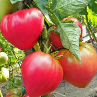 Tomato seeds «Abakan pink»