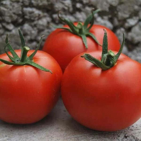 Tomato seeds «Bekhterivskyi»