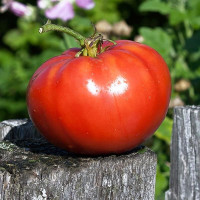 Насіння томату «Українська душа»