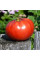 Насіння томату «Українська душа»