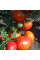 Насіння томату «Українська душа»