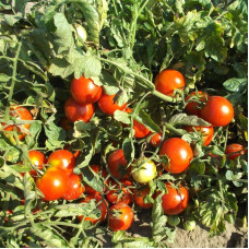 Tomato seeds «Ripe cherry»