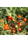 Tomato seeds «Ripe cherry»