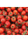 Tomato seeds «Ripe cherry»