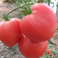 Tomato seeds «Bull heart pink»