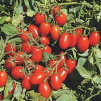 Tomato seeds «Kherson stars»