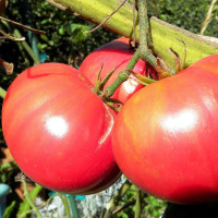 Tomato seeds «Pink hero»