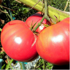 Насіння томату «Рожевий гігант»