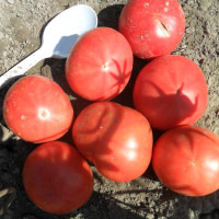 Tomato seeds «Summer dawn»