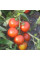 Насіння томату «Літня зірка»
