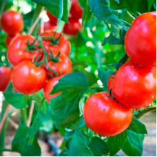 Tomato seeds «Gardener's dream»