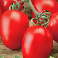 Tomato seeds «Marusya»