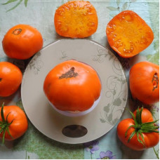 Tomato seeds «Zlatogor»