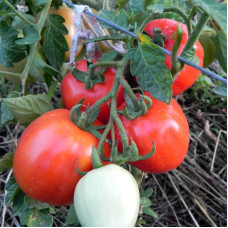 Tomato seeds «Kotygoroshko»