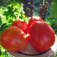 Tomato seeds «Lord»