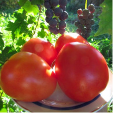 Tomato seeds «Lord»