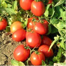 Tomato seeds «Super Strain»