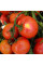 Насіння томату «Українська трійця»
