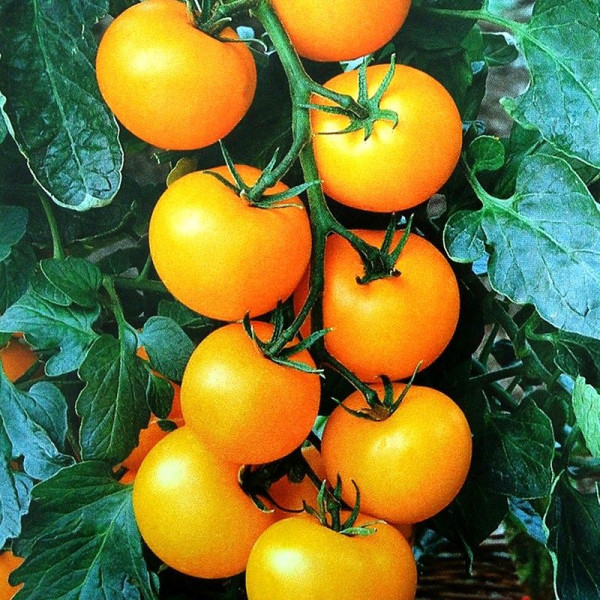 Tomato seeds «Golden walnut»