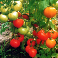 Tomato seeds «Solomon»