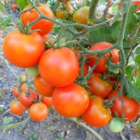 Tomato seeds «Variegated»