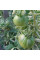 Tomato seeds «Variegated»