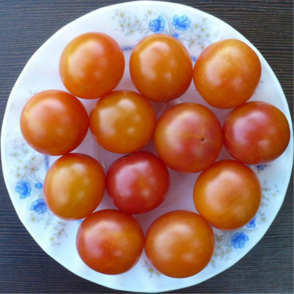 Tomato seeds «Kraiova»