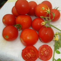 Tomato seeds «Snow Maiden»