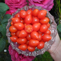 Tomato seeds «Red cluster pear»