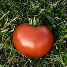 Tomato seeds «San pierre»