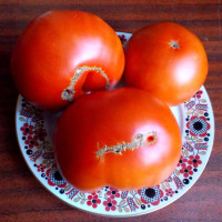 Tomato seeds «Ukrainian Olena»