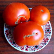 Насіння томату «Українка Олена»