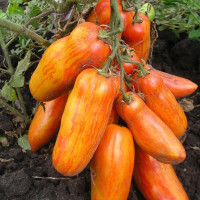 Tomato seeds «Pepper striped yellow»