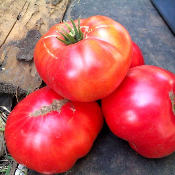 Tomato seeds «Millionaire»