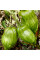 Tomato seeds «Roman striped»