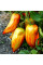 Tomato seeds «Roman striped»