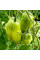 Tomato seeds «Roman striped»