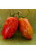 Tomato seeds «Roman striped»