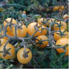 Насіння томату «Біла смородина»