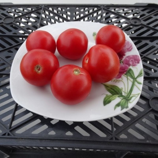 Tomato seeds «Luban»