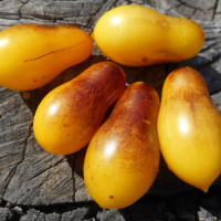 Семена томата «Индиго Кумкват»