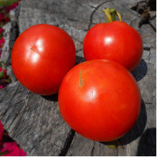 Tomato seeds «June»