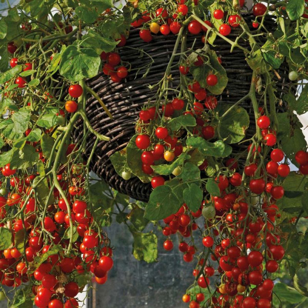 Tomato seeds «Red precious pearl»