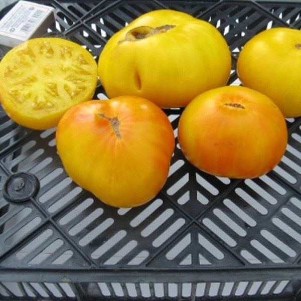 Насіння томату «Дітмар»