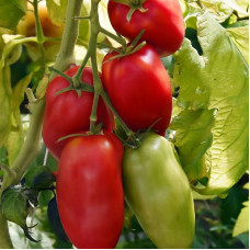 Tomato seeds «Jersey Devil»